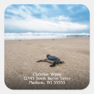 Baby Sea Turtle on the Beach Return Address Square Sticker