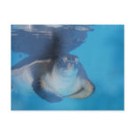 Baby Sea Turtle Postcard