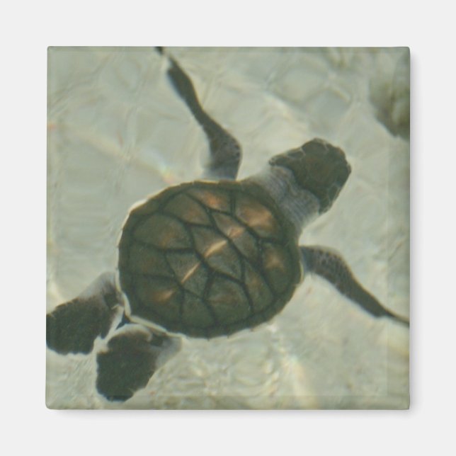 Baby Sea Turtle Swimming Out To Sea Magnet (Front)
