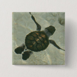 Baby Sea Turtle Swimming Out To Sea Pinback Button