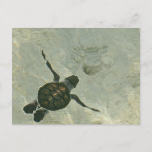Baby Sea Turtle Swimming Out To Sea Postcard
