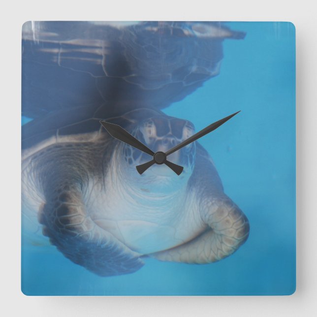 Baby Sea Turtle Wall Clock (Front)