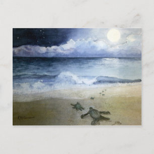 Baby Sea Turtles Hatching at Night Postcard