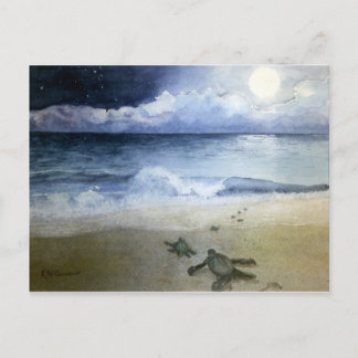 Baby Sea Turtles Hatching at Night Postcard