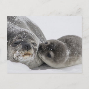 Baby Seal Kissing Mom Postcard