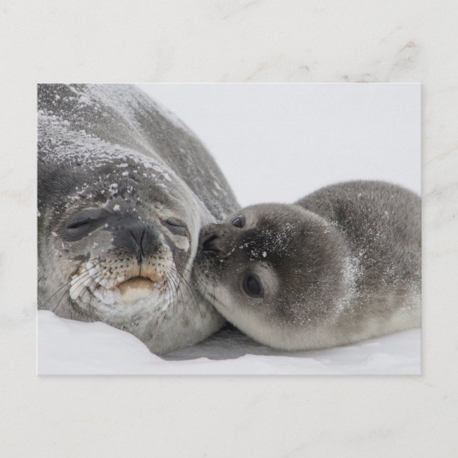 Baby Seal Kissing Mom Postcard (Front)
