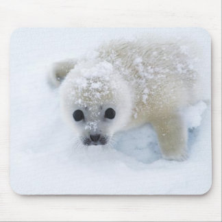 Baby Seal Mouse Pad