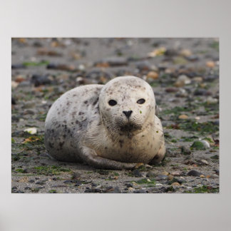 Baby Seal on Beach Poster
