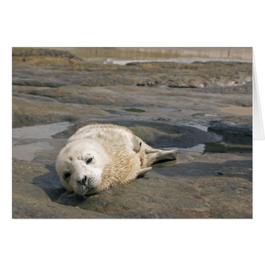 Baby Seal Pup Cards (Front Horizontal)