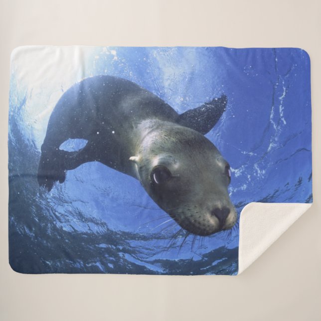BABY SEAL SHERPA BLANKET (Front (Horizontal))