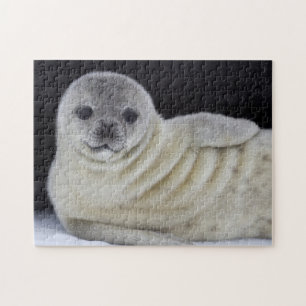 Baby Seal Smile Jigsaw Puzzle