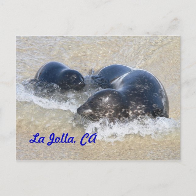 Baby seals in La Jolla Postcard (Front)