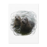 Baby Seals Postcard