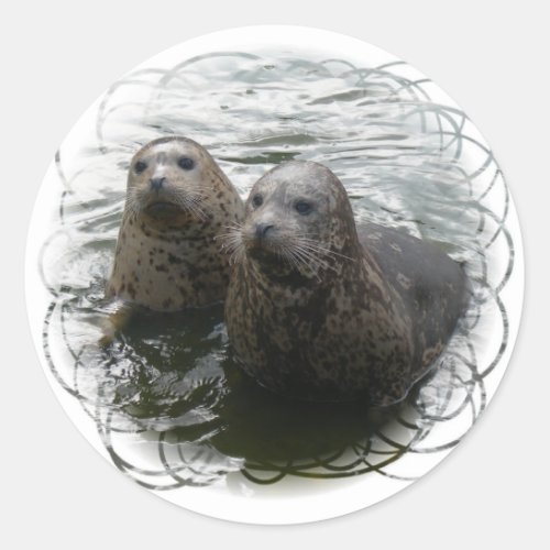 Baby Seals Sticker