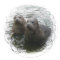 Baby Seals Sticker