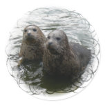 Baby Seals Sticker