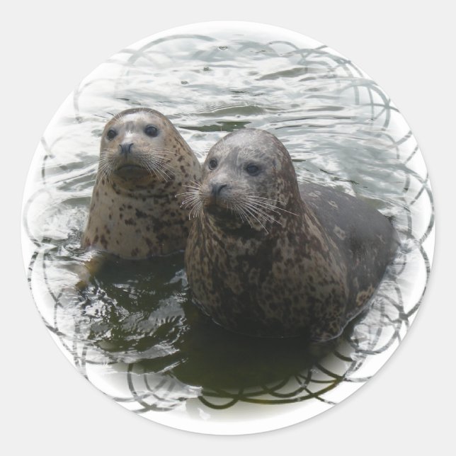 Baby Seals Sticker (Front)