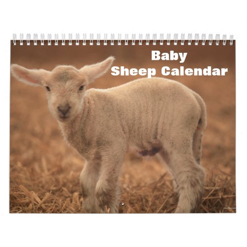Baby Sheep Lamb 2022 Calendar