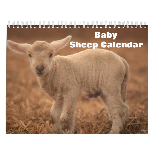 Baby Sheep Lamb 2022 Calendar | Zazzle.com