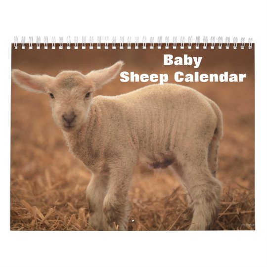 Baby Sheep Lamb Calendar