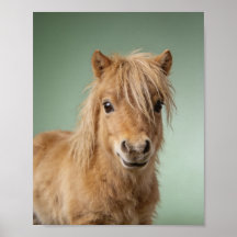 Baby Shetland Pony Portrait – Cute Nursery Animal 
