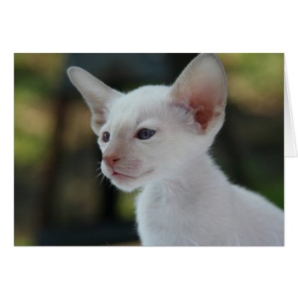 Baby Siamese Kitty Card
