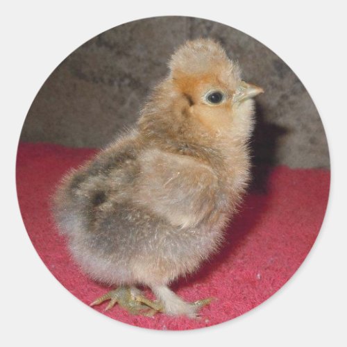 Baby Silkie Chick Stickers