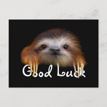 Baby Sloth Good Luck Post Card by PawsForaMoment at Zazzle