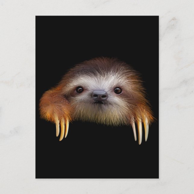 Baby Sloth Postcard (Front)