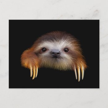 Baby Sloth Postcard by PawsForaMoment at Zazzle