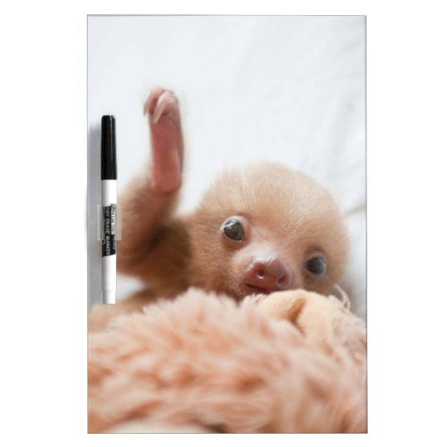 Baby Sloth Whiteboard (Front)