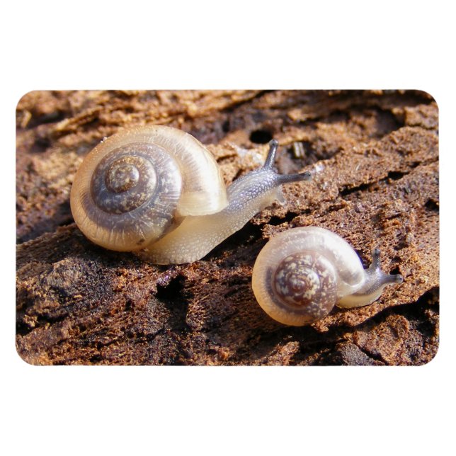 Baby Snails Magnet (Horizontal)