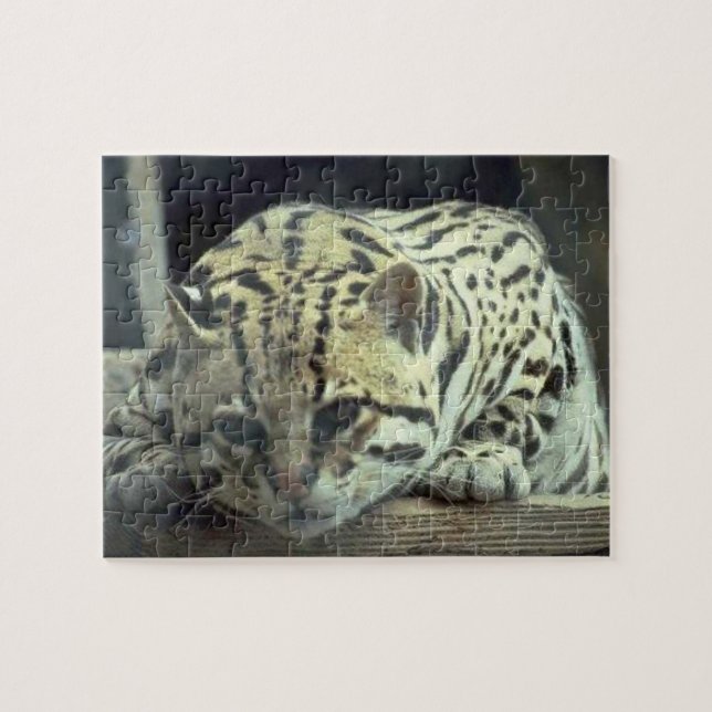 Baby Snow Leopard Jigsaw Puzzle (Horizontal)