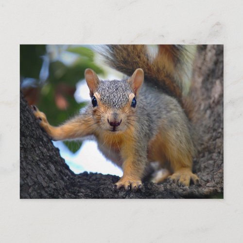 Baby Squirrel in Tree Postcard