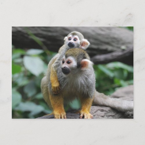 Baby Squirrel Monkey Postcard