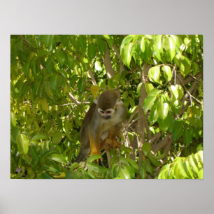 Baby Squirrel Monkey Poster