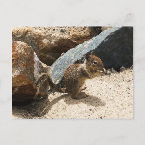 Baby Squirrel Postcard