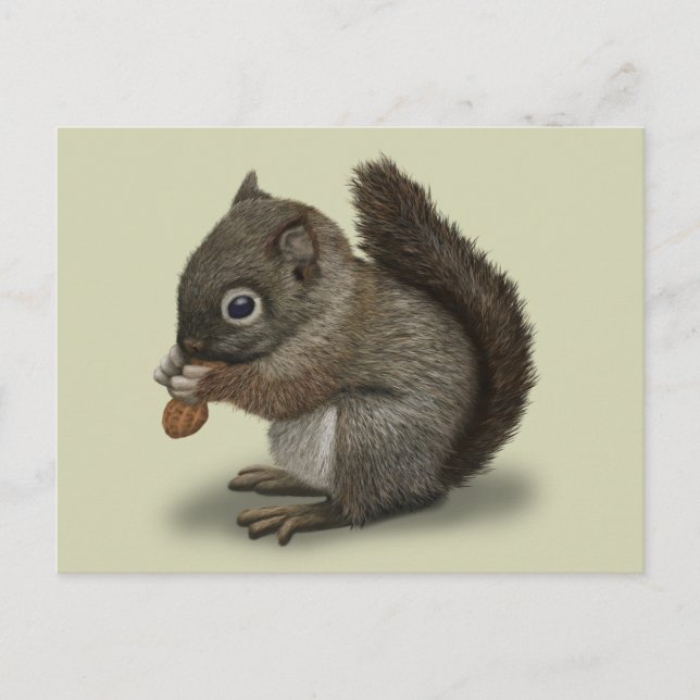 Baby Squirrel Postcard (Front)