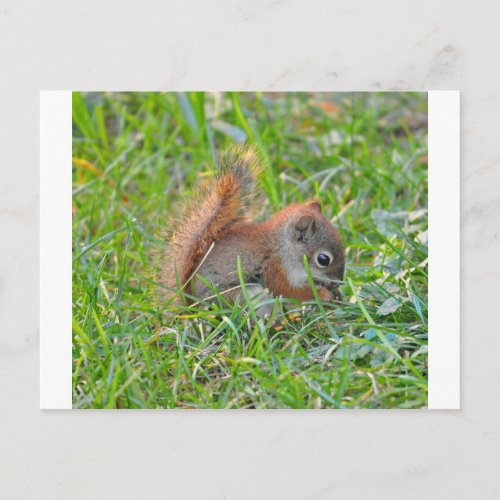 Baby Squirrel Postcard