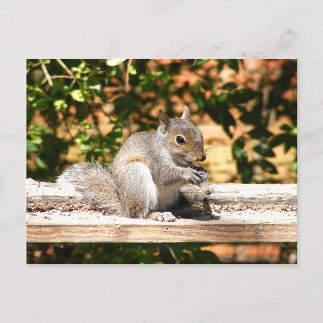 Baby Squirrel Postcard (Front)