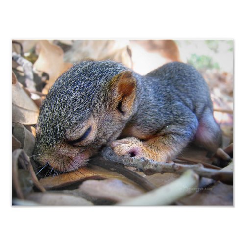 Baby Squirrel Sleeping Photo Print