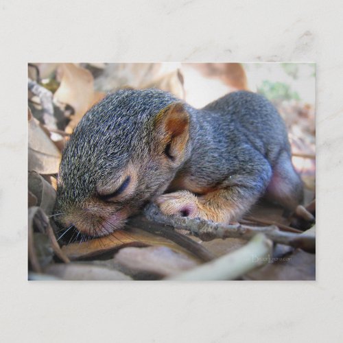 Baby Squirrel Sleeping Postcard