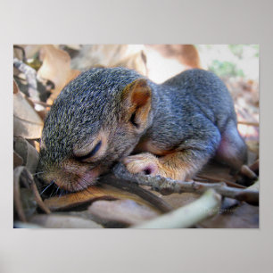 Baby Squirrel Sleeping Poster