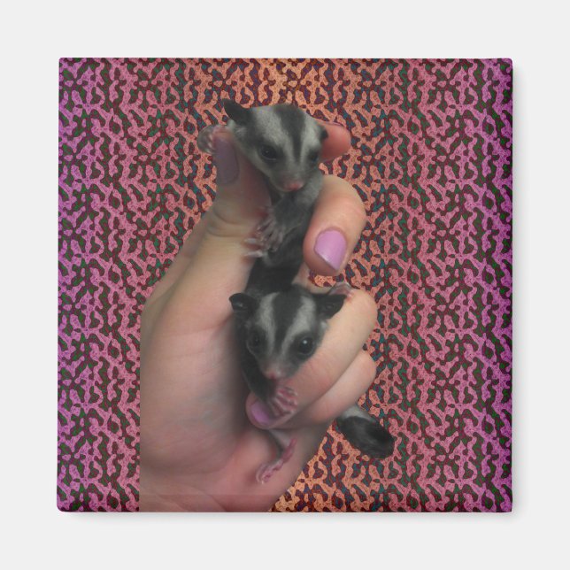 Baby Sugar Glider Magnet (Front)