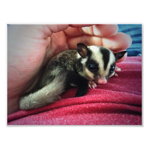 Newborn glider hot sale