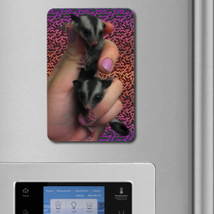 Baby Sugar Gliders Photo Flexible Magnet