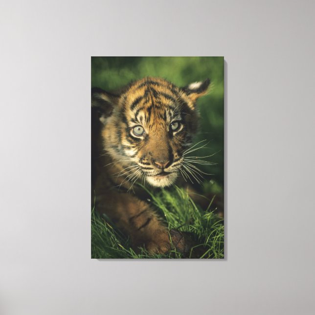 Baby Sumatran Tiger Canvas Print (Front)