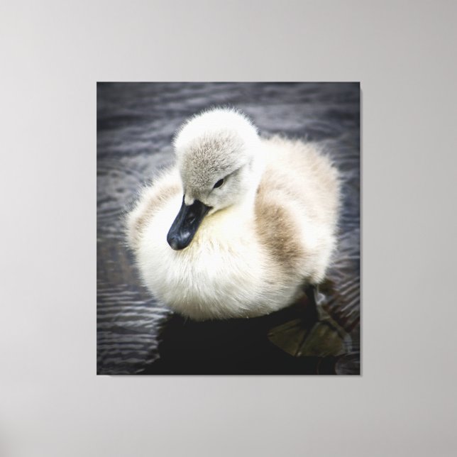 Baby Swan | Cygnet Canvas Print (Front)
