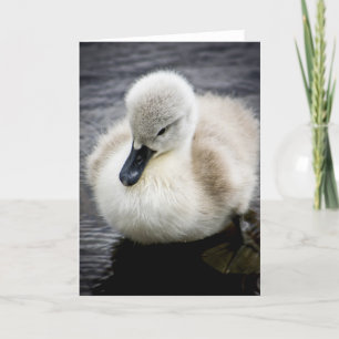 Baby Swan Cygnet Card