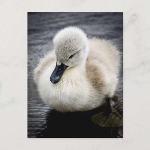 Baby Swan  Cygnet Postcard